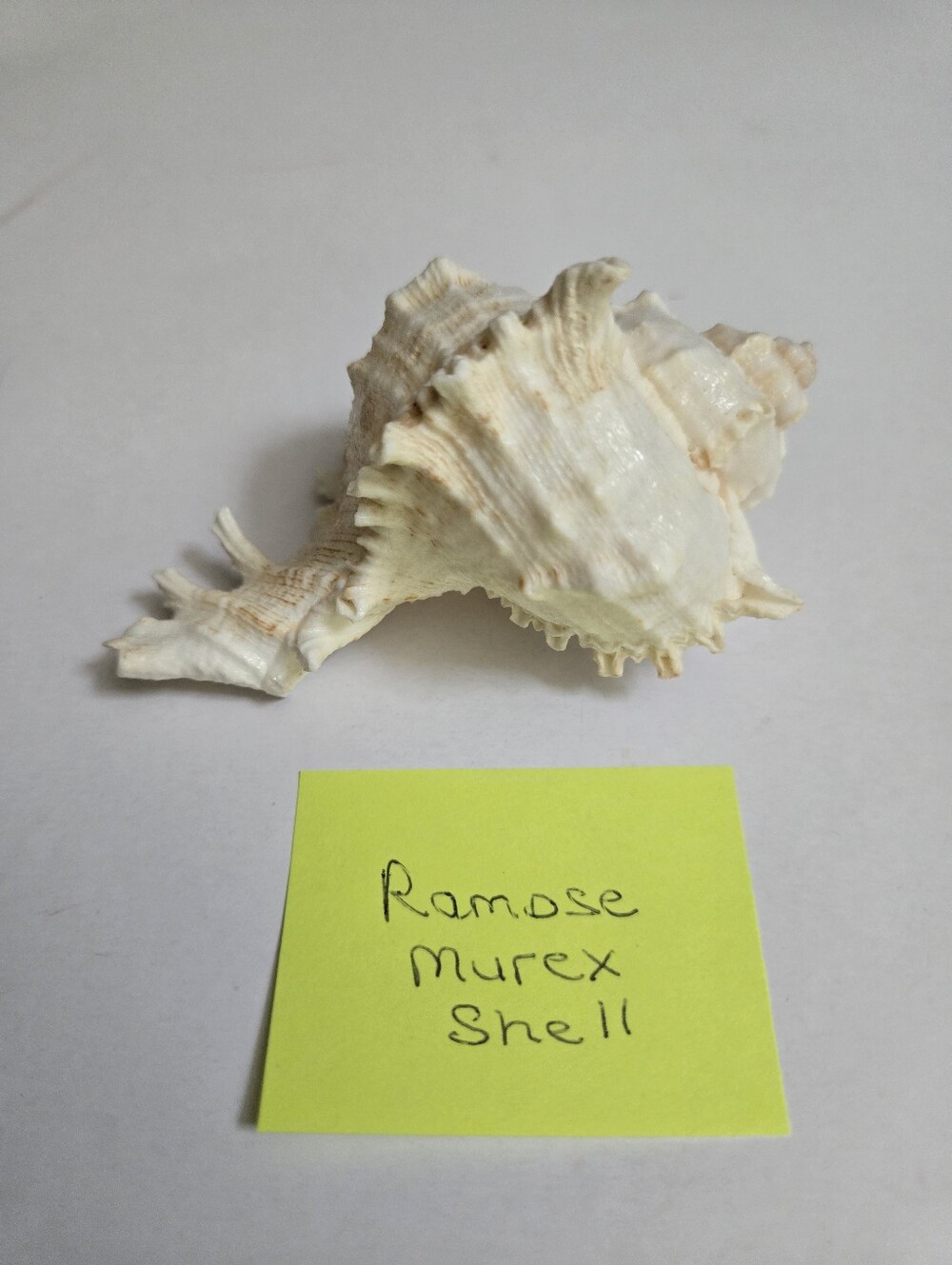 Set /3 Sea Shells - Picture 7 of 16